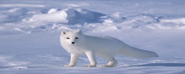 北極狐是瀕危動物嗎 北極狐是否屬於瀕危動物
