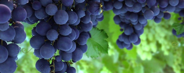懷孕能吃葡萄嗎 葡萄有哪些營養價值