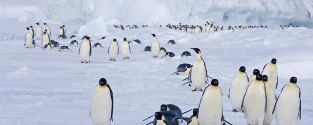北極有企鵝嗎 企鵝生活習性介紹