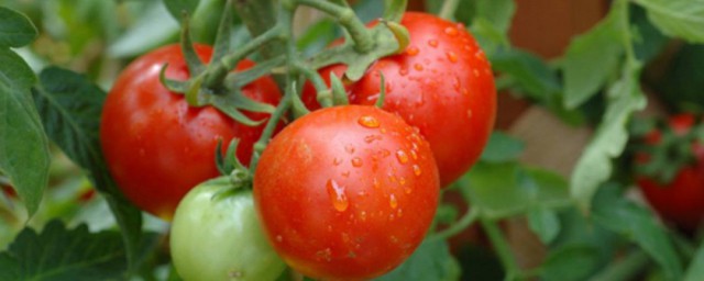 如何種植番茄 番茄種植方法