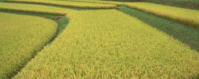 水稻種植技術 水稻的生長環境