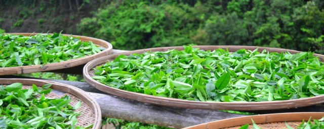 綠茶有哪些種類 各自有什麼特點
