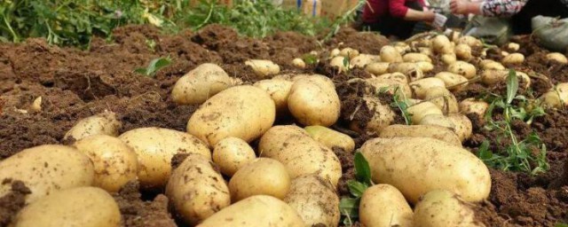 馬鈴薯種植技術 馬鈴薯如何種植