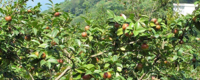 油茶樹的種植 油茶樹怎麼種植
