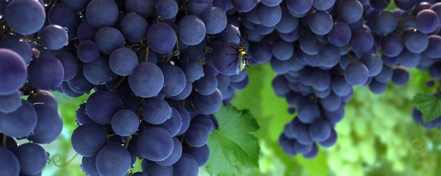 洗葡萄的方法 葡萄的營養價值