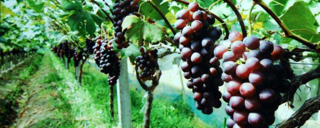 大棚葡萄種植技術 大棚葡萄種植技術是什麼