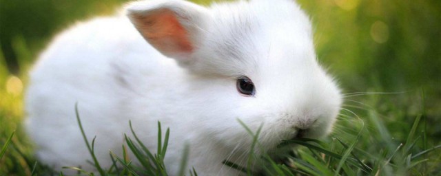 養兔子得需要什麼 一定要註意瞭