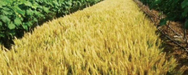 小麥種植技術 小麥的種植方法