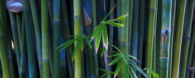 咬定青山不放松立根原在破巖中寫的植物是 咬定青山不放松立根原在破巖中寫的是竹子