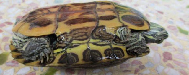 巴西龜的飼養 如何正確飼養巴西龜