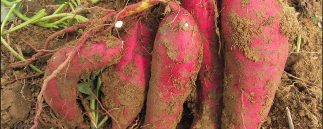 傢種紅薯藤種植方法 紅薯藤怎麼種植
