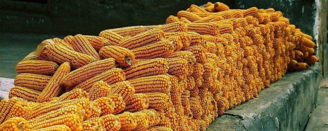 如何種玉米才高產 種玉米的方法