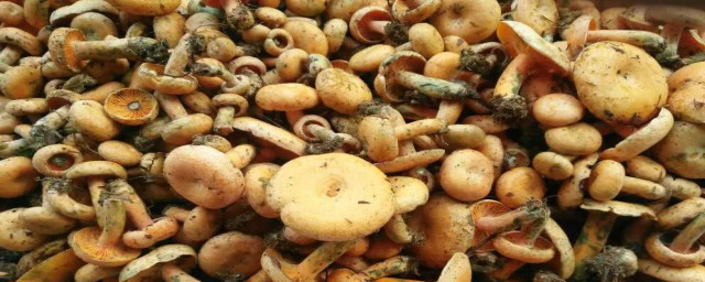 松樹菌怎麼做幹 松樹菌做幹的方法