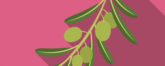 橄欖枝的象征意義 橄欖枝的象征意義是什麼