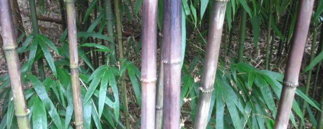 竹子的象征意義 關於竹子象征什麼的簡介