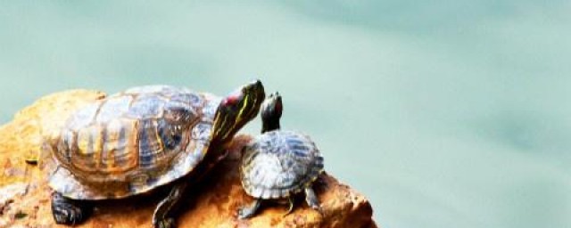 養龜風水 龜的擺放註意點