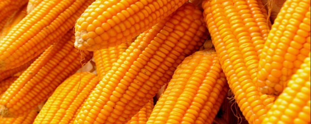 怎樣種玉米可以高產 種玉米可以高產的方法