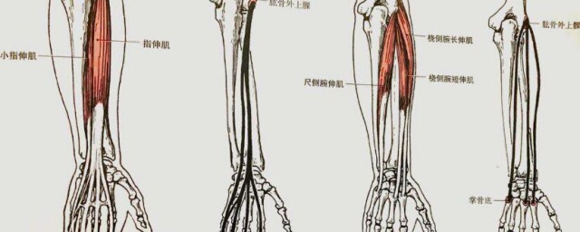 肱骨是哪個部位 肱骨位於身體哪個位置