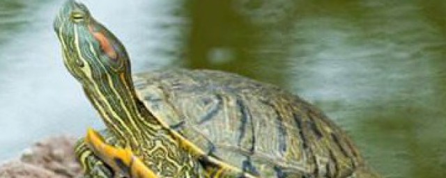 巴西龜能長多大 巴西龜的喂養
