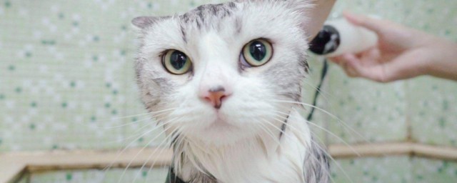 怎麼給自己的貓洗澡 給自己的貓洗澡的方法