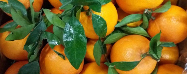 臍橙和橙子的區別 臍橙和橙子的區別是什麼