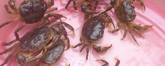 活的青蟹怎麼保存方法 活的青蟹保存方法