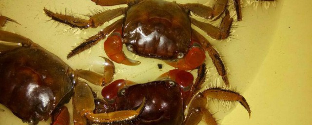 螃蟹怎麼弄處理 處理螃蟹方法