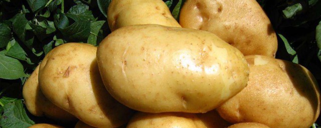 土豆吃瞭可以減肥嗎 土豆的營養價值