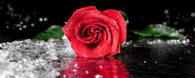 玫瑰代表什麼 玫瑰的顏色和朵數代表什麼