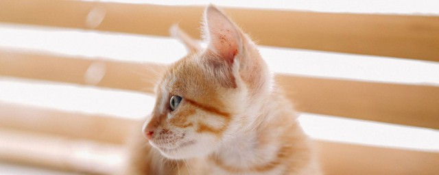 小的橘貓可以吃什麼 小的橘貓吃什麼好