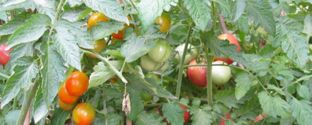 番茄葉子怎麼保存 番茄葉子保存方法