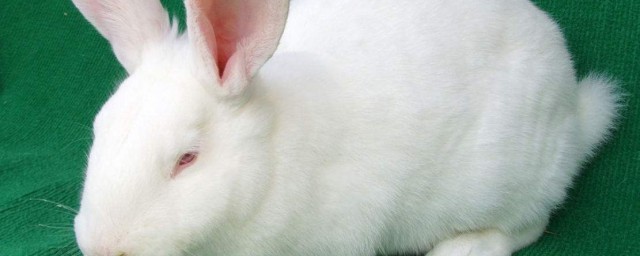 長耳兔吃什麼草 喂養的時候需要註意什麼