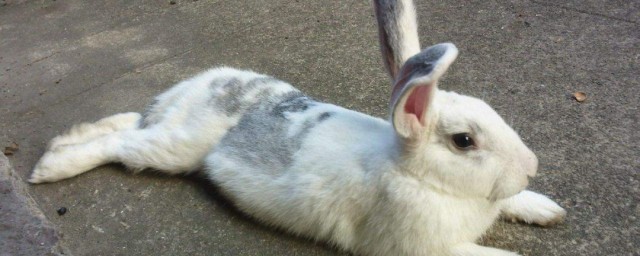 夏天兔兔都吃什麼 小白兔屬於什麼動物