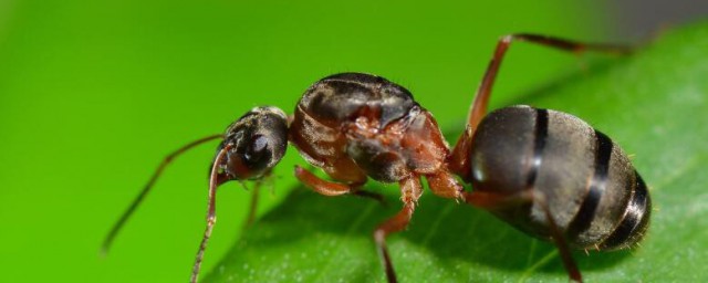 螞蟻是吃什麼長大的 螞蟻吃什麼