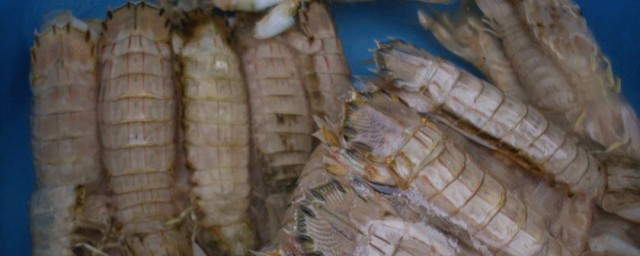 皮皮蝦一般都吃什麼食物 它太可愛瞭
