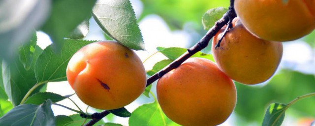 杏怎麼保存好吃 杏保存好吃的方法
