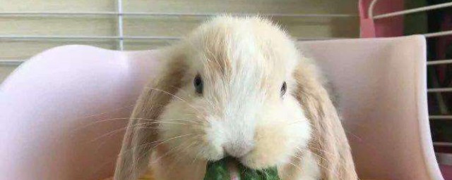 侏儒兔可以吃什麼果蔬 侏儒兔可以吃的果蔬簡述