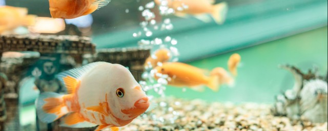 養魚怎麼養好水質 養魚水質調節方法分享