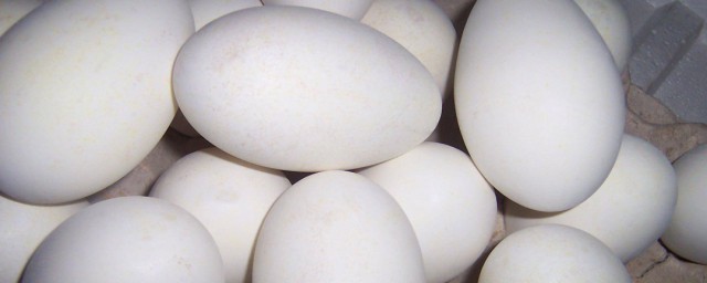 鵝蛋怎麼清潔保存 鵝蛋潔保存的方法
