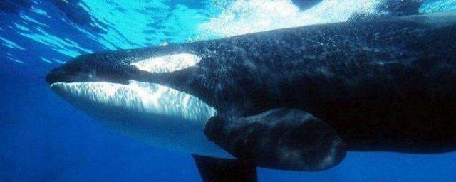 世上最大的鯨魚是什麼鯨魚 世上最大的鯨魚是藍鯨