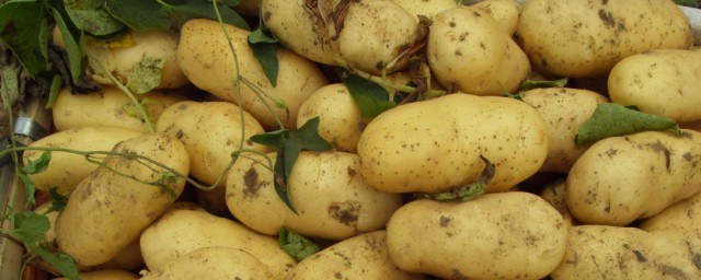怎麼燒土豆最好吃 燒土豆的方法