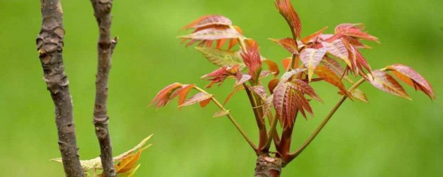 椿樹葉怎麼保存 椿樹葉的保存方法