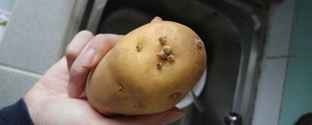 馬鈴薯發芽能吃嗎 發芽馬鈴薯食後會引起中毒
