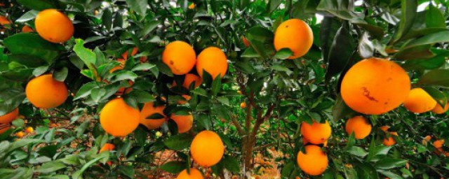 臍橙保存方法 臍橙的簡介