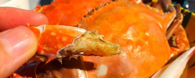梭子蟹怎麼做最好吃 梭子蟹做法操作步驟