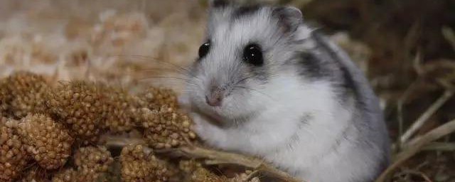 侏儒倉鼠主要吃什麼 侏儒倉鼠喜歡的食物主要是什麼
