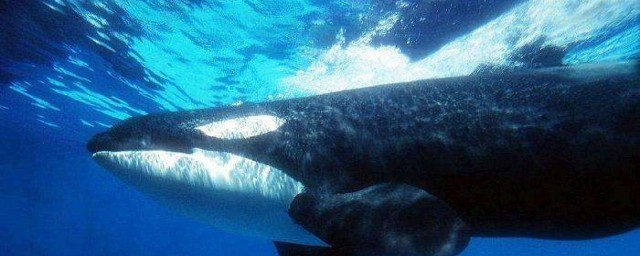 目前世界上最大的鯨魚是 目前世界上最大的鯨魚是藍鯨