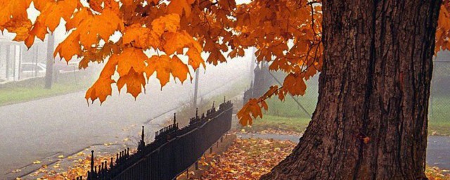 表示秋天的韻味的詩句 表示秋天的韻味的詩句有什麼
