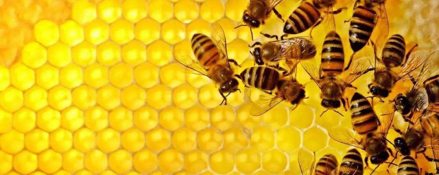 四種人不能夠吃蜂膠 蜂膠不適合什麼人群吃?