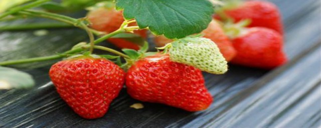 草莓的枯枝要怎麼處理 處理草莓的枯枝方法